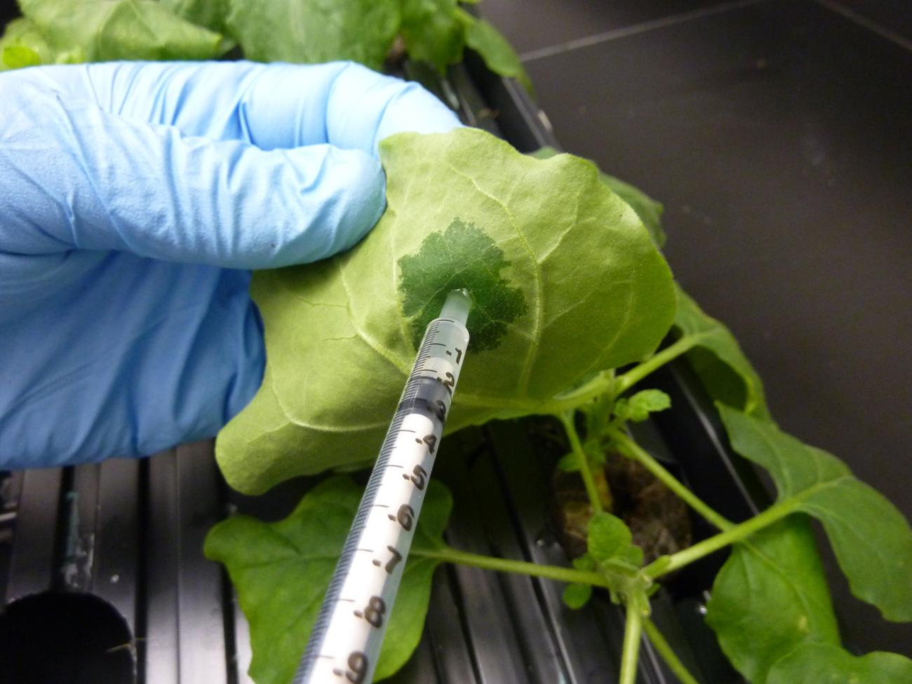 The genetic code for Griffithsin being inserted in plant leaves through agrobacterium-mediated infiltration