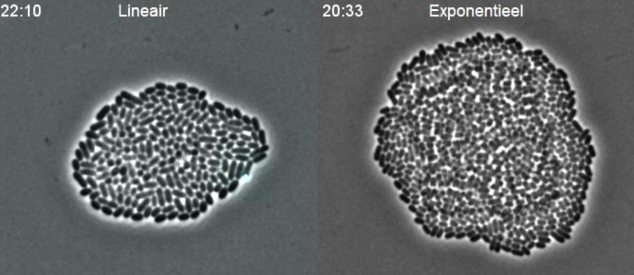 KU Leuven researchers have developed a technique for controlled bacterial growth