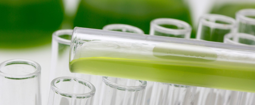 Alga-Care Project Explores Microalgae as a One Health Solution for Fatty Liver Disease