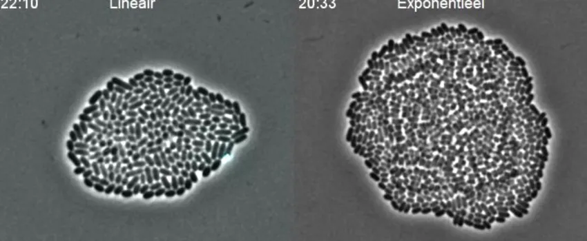 KU Leuven researchers have developed a technique for controlled bacterial growth