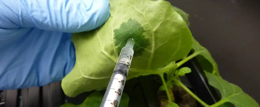 Agrobacterium infiltration experiment